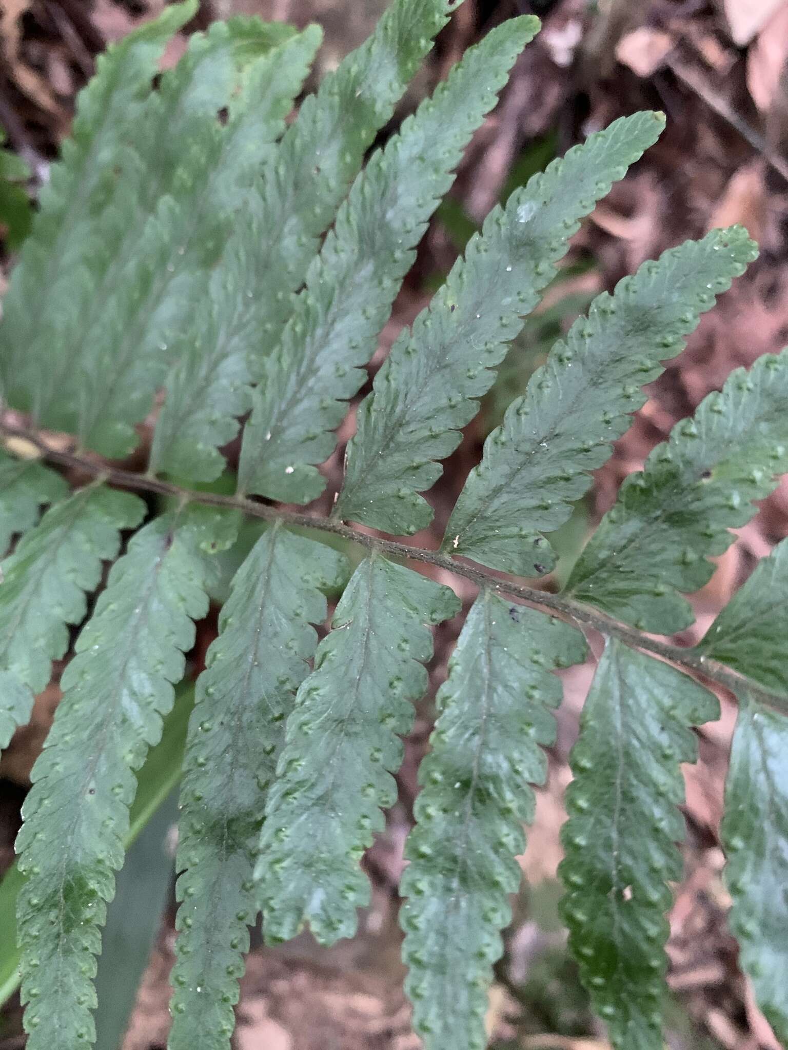 Image of Microlepia bipinnata (Mak.) Shimura