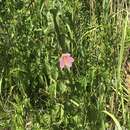 Image of Virginia saltmarsh mallow