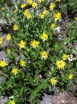 Sivun Helianthella uniflora (Nutt.) Torr. & A. Gray kuva