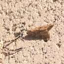 Image of Cabbage Webworm Moth