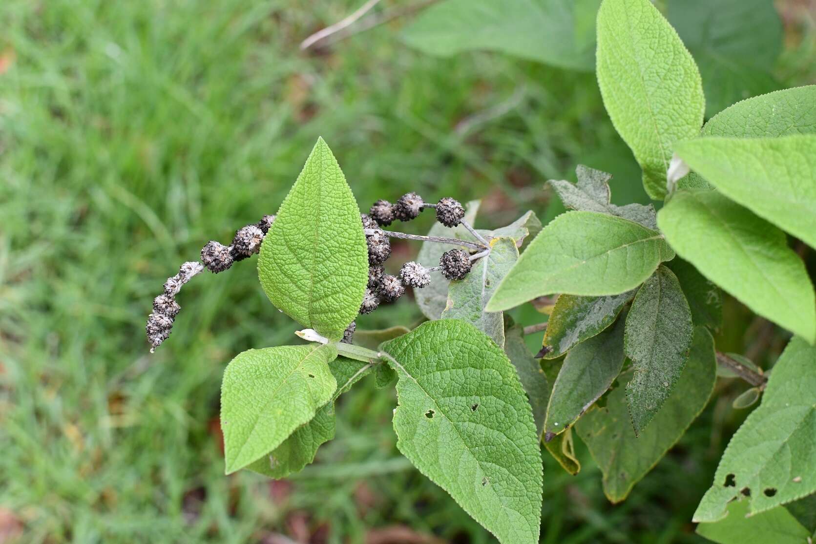 Image of Buddleja crotonoides A. Gray