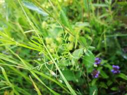 Image of lentil vetch