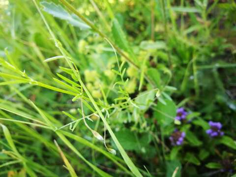 Imagem de Vicia tetrasperma (L.) Schreb.