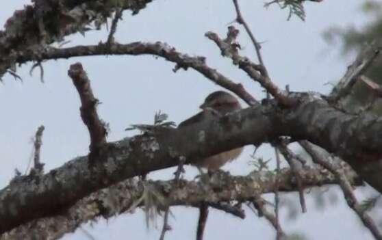 Image of Stripe-capped Sparrow