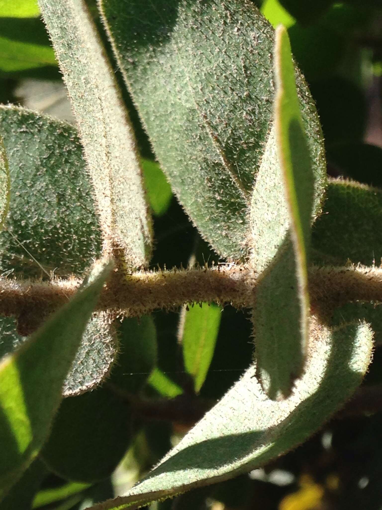 Image of Santa Rosa Island manzanita