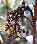Image of Dracophyllum townsonii Cheeseman