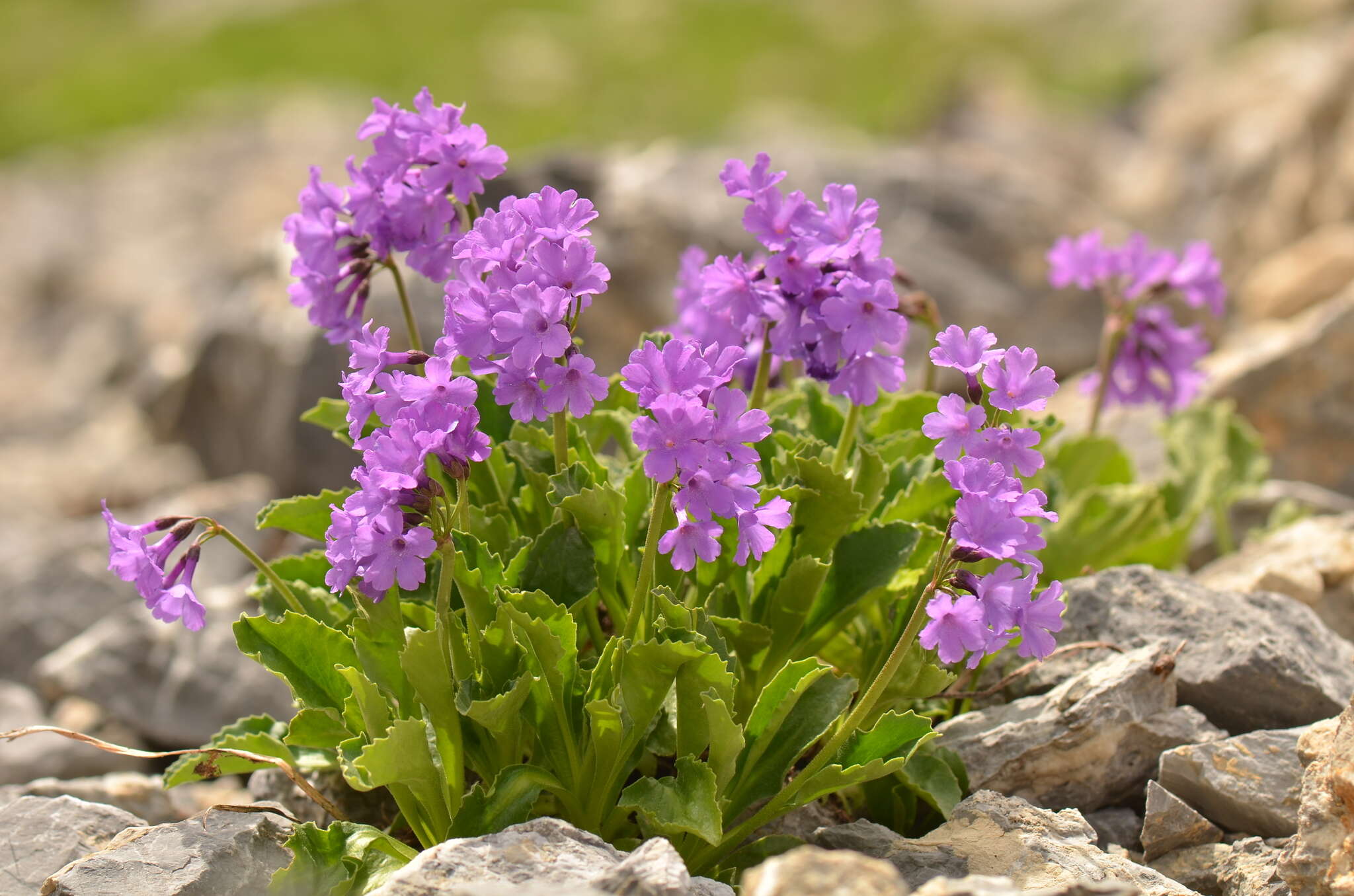 Primula latifolia subsp. graveolens (Hegetschw.) Rouy resmi