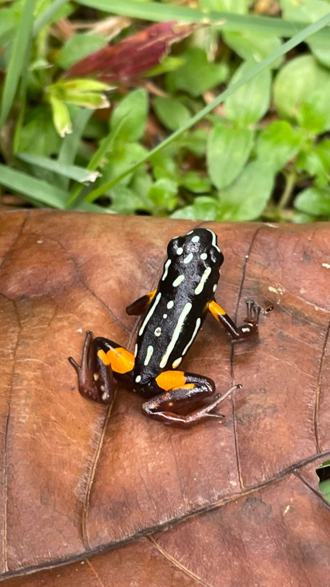 Image of Brazil-nut Poison Frog