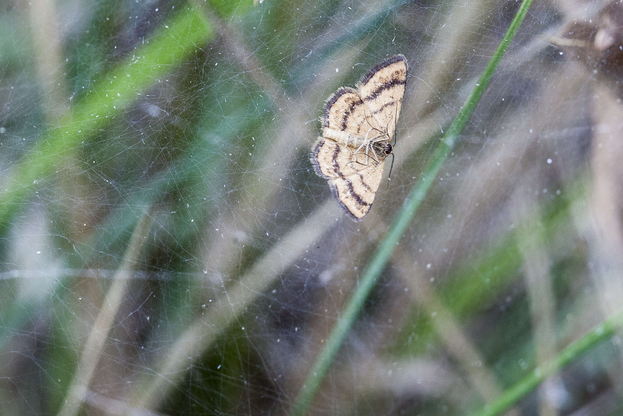 Image of Idaea flaveolaria