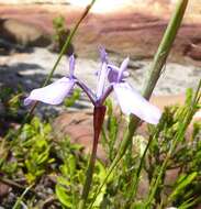 Image of Moraea tripetala subsp. jacquiniana (Schltr. ex G. J. Lewis) Goldblatt & J. C. Manning