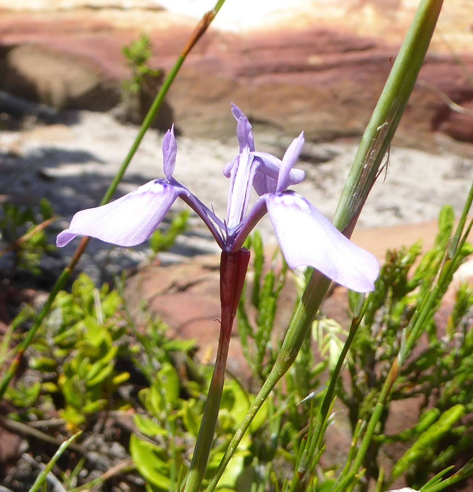 Image of Moraea tripetala subsp. jacquiniana (Schltr. ex G. J. Lewis) Goldblatt & J. C. Manning