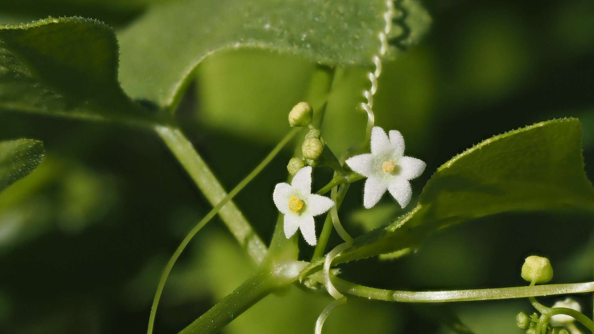 Image of desert starvine