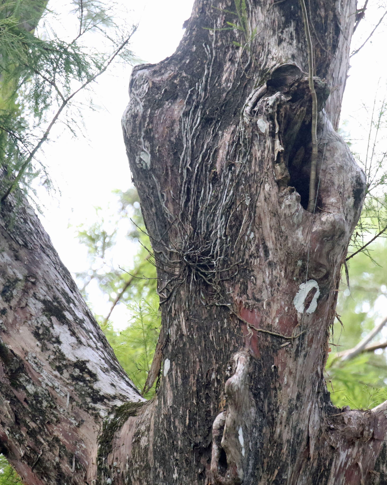 Image of Ghost orchid