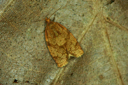 Image of summer fruit tortrix