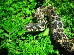 Image of South American Hognose Snake