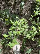 Image of Spiraea pubescens Turcz.