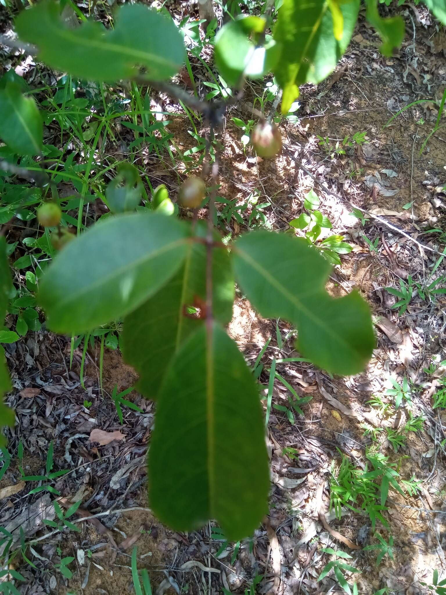 Imagem de Commiphora marchandii Engl.