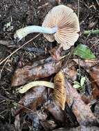 Слика од Cortinarius calaisopus Soop 2013