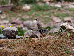 Image of Black-fronted Ground Tyrant