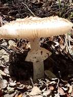 صورة Amanita australis G. Stev. 1962