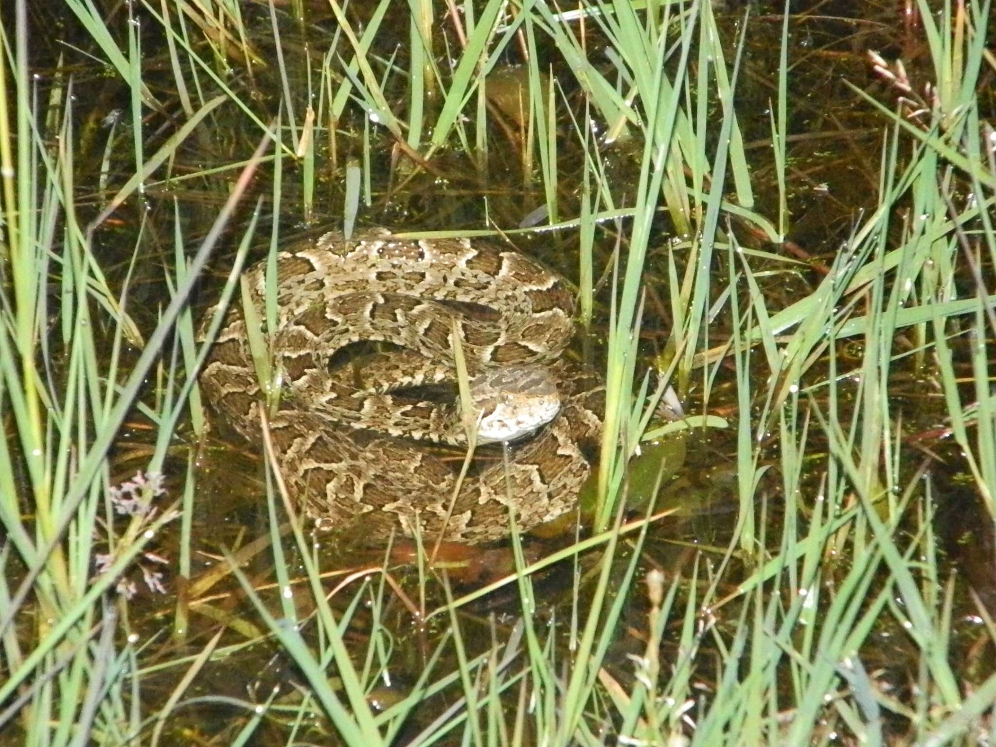 Bothrops pubescens (Cope 1870) resmi