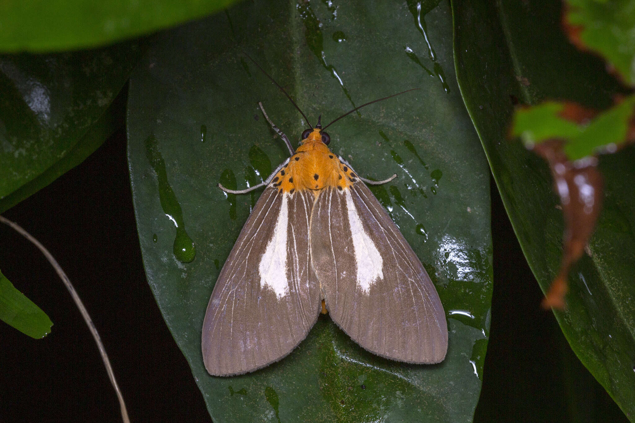 Image of Asota subsimilis Walker 1864