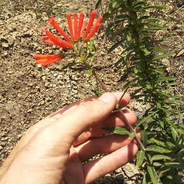 Plancia ëd Bouvardia tenuifolia Standl.