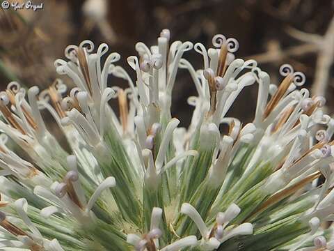 Image of Echinops philistaeus Feinbr. & Zohary