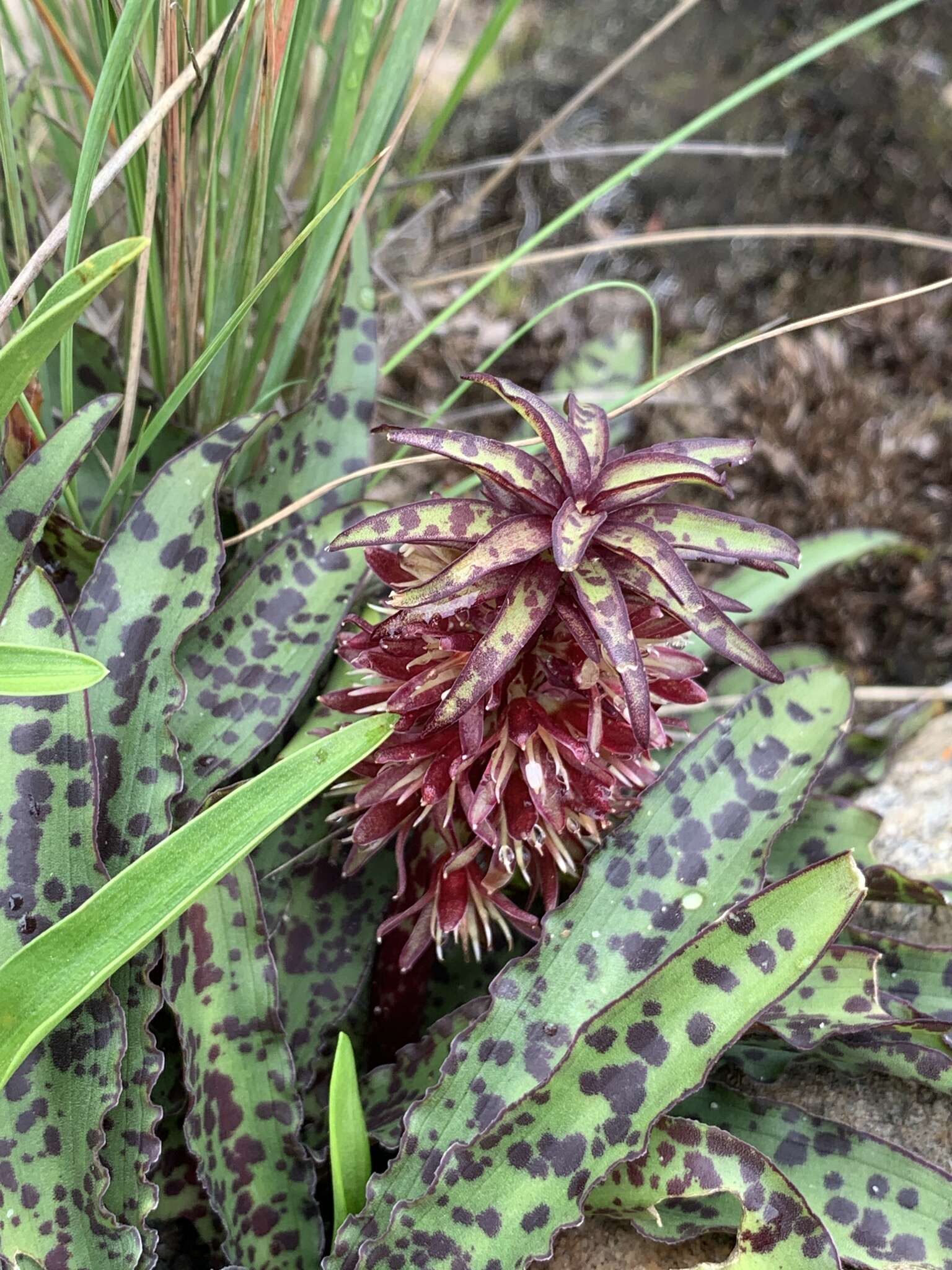 Image of Eucomis vandermerwei I. Verd.