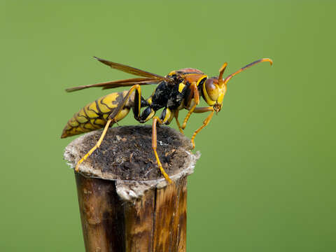 Image of <i>Polistes <i>myersi</i></i> myersi