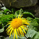 Image de Inula koelzii R. Dawar & M. Qaiser