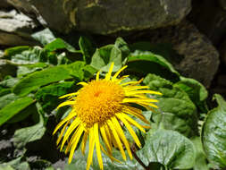 Image de Inula koelzii R. Dawar & M. Qaiser