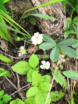 Image of White Cinquefoil