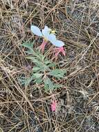 Image of California evening primrose