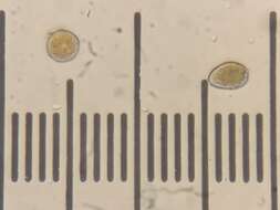 Image de Puccinia hemerocallidis Thüm. 1880