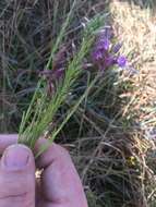 Image of grassleaf gayfeather