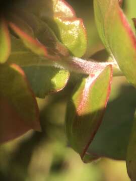 Image de Arctostaphylos osoensis P. V. Wells