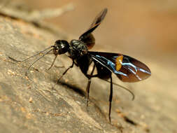 Image of aulacid wasps