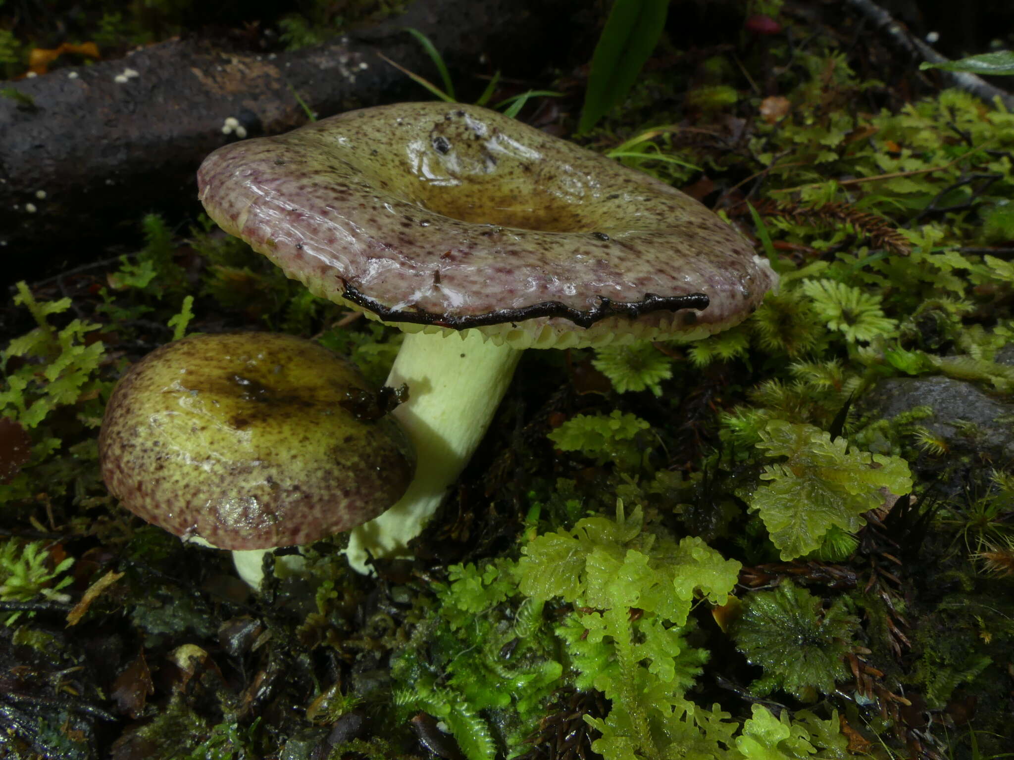 Image of Russula atroviridis Buyck 1990