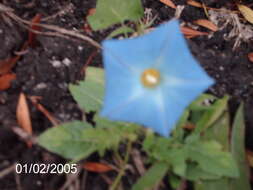 Plancia ëd Ipomoea cardiophylla A. Gray