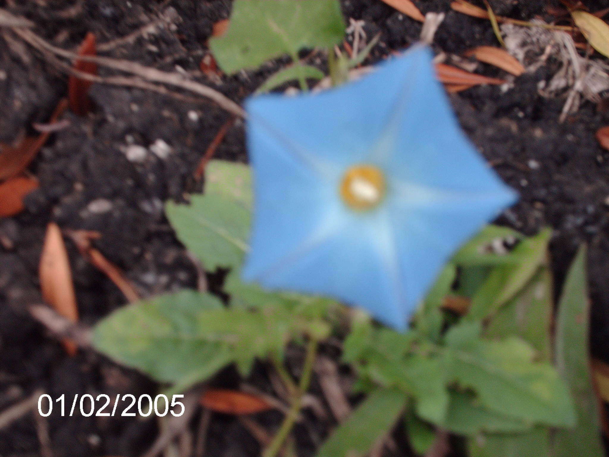 Image of heartleaf morning-glory