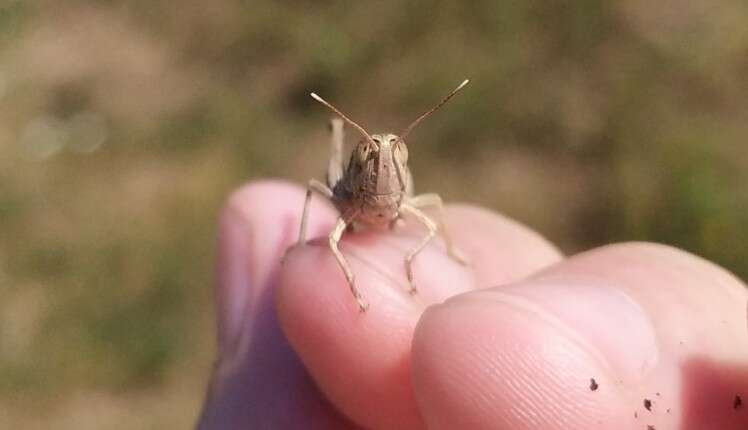 Image of Epirus Dancing Grasshopper