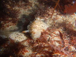 Image of Black and White Dorid