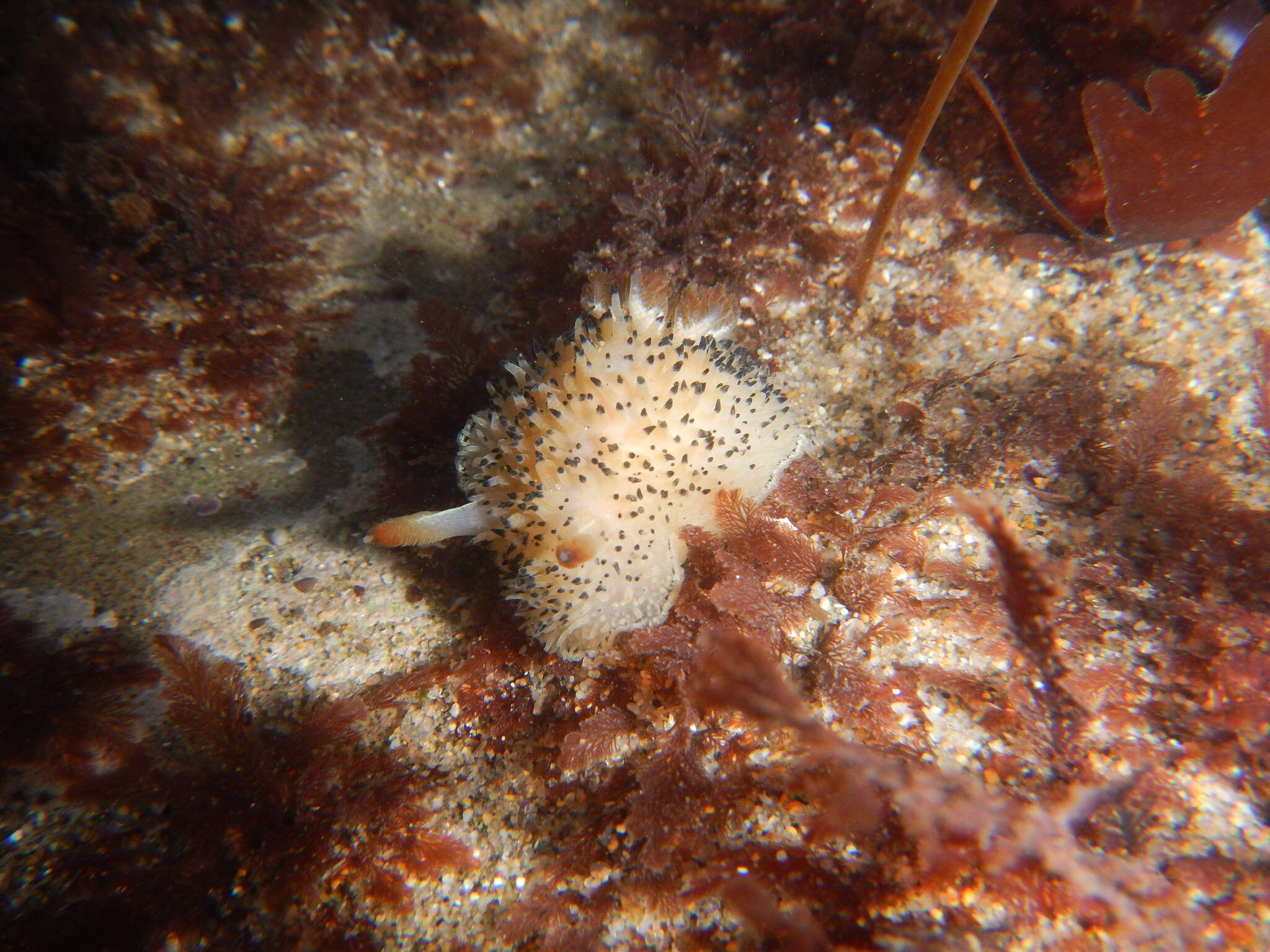Image of Black and White Dorid