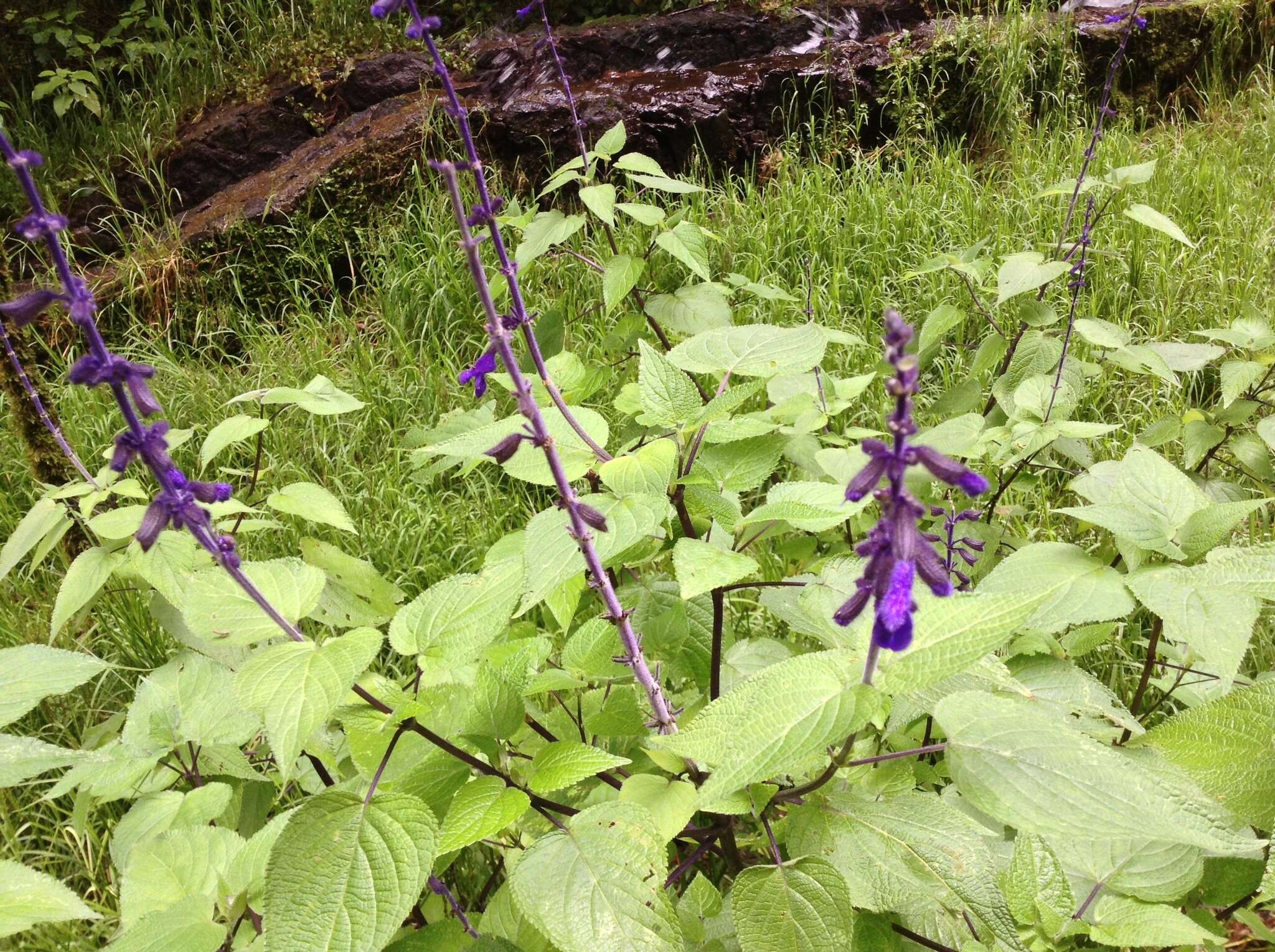 Salvia concolor Lamb. ex Benth. resmi