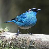 Image of Golden-naped Tanager