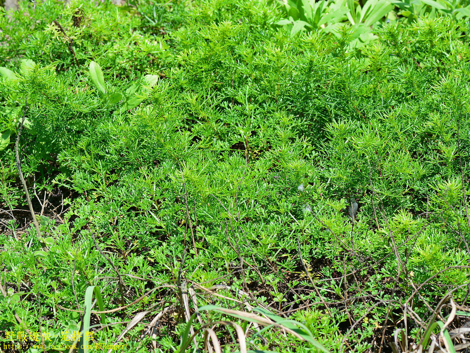 Image of Artemisia capillaris Thunb.