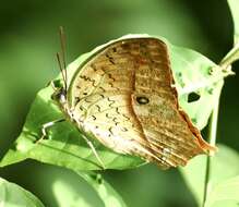 Image of <i>Charaxes fulvescens senegala</i> van Someren 1975