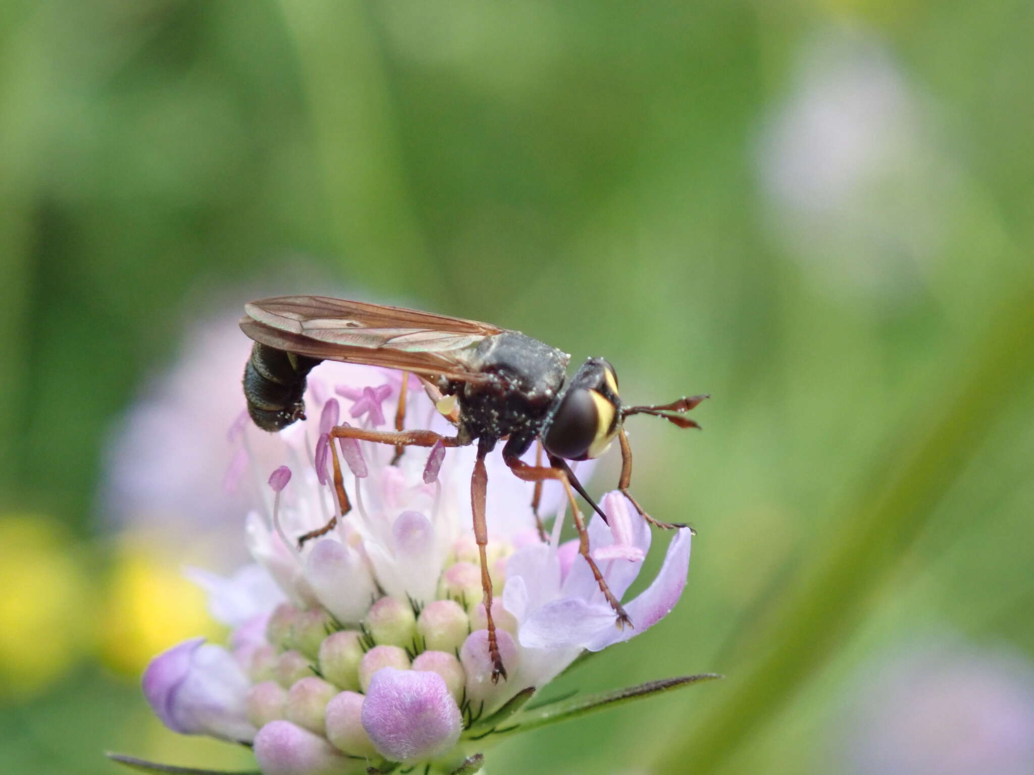 Image of Physocephala rufipes (Fabricius 1781)