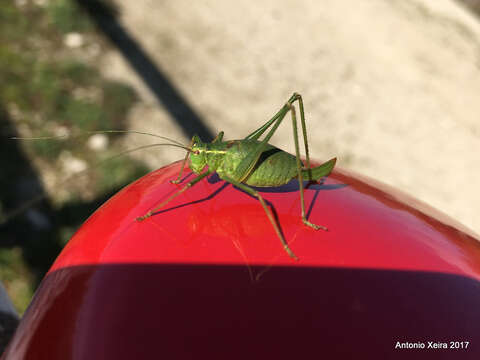 Image of speckled bush-cricket